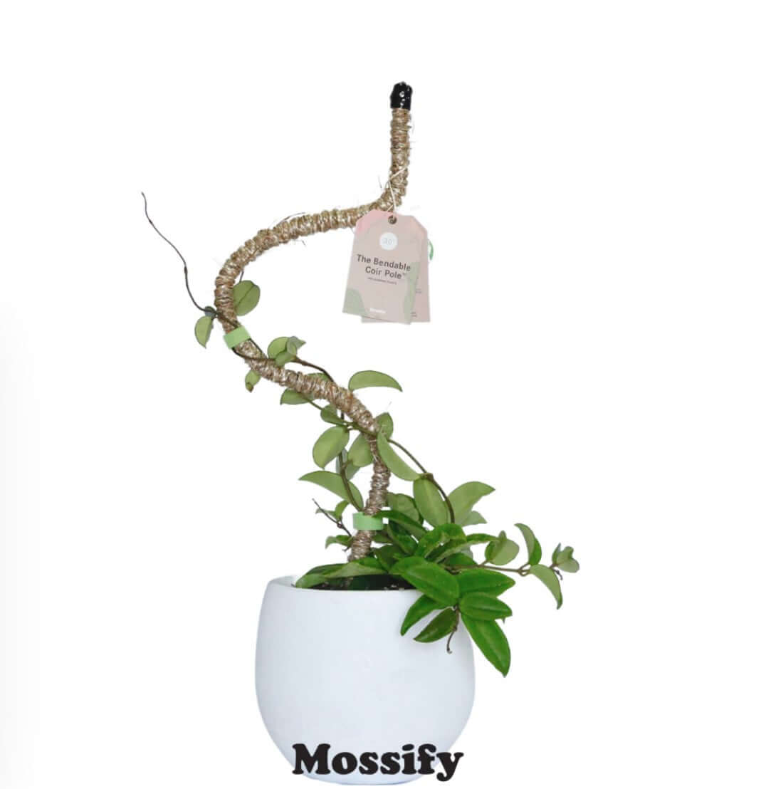 Mossify The Bendable Coir Pole