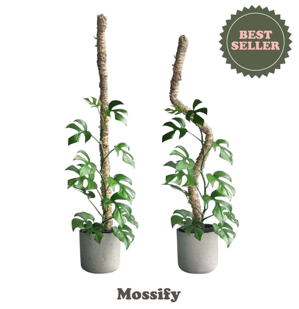 The Original Bendable Moss Pole™ Best Seller for Climbing Plants Plant  Support Hand Made Moss Pole Premium Moss Pole 