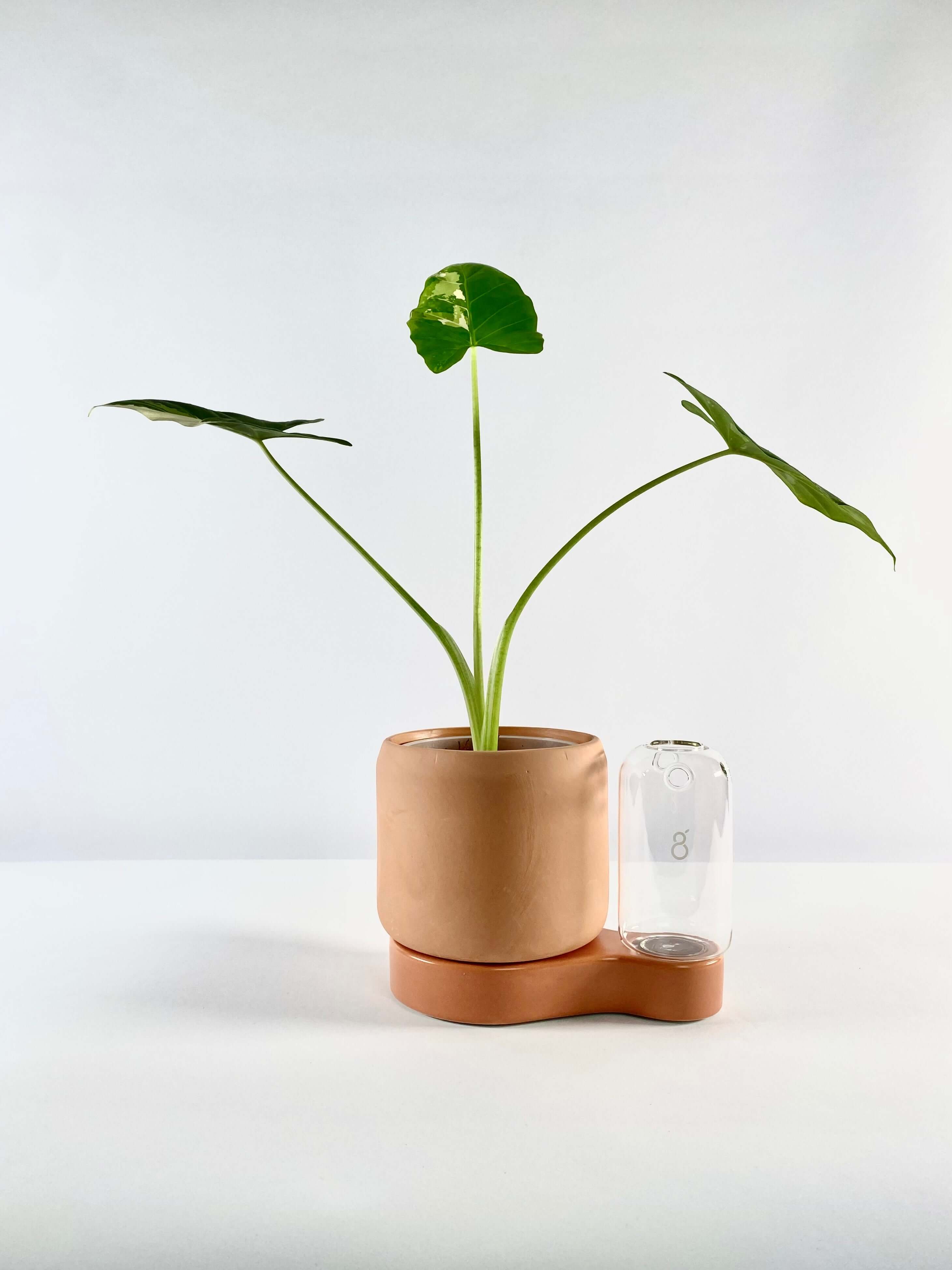 Greenfinity Plant Forever Pot&Prop